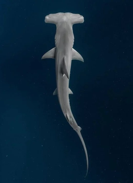 Photo d'un requin marteau